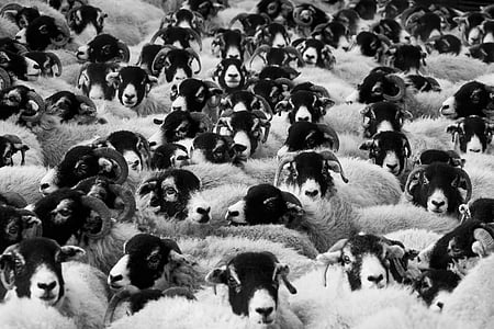 flock of sheep grayscale photo