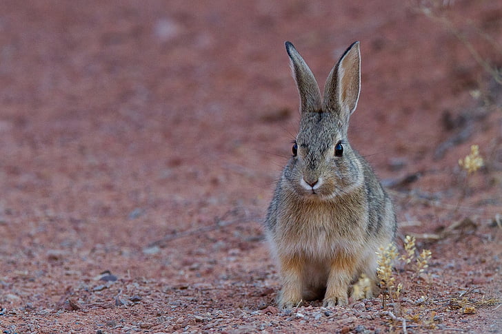 black and brown rabbit standing on brown ground