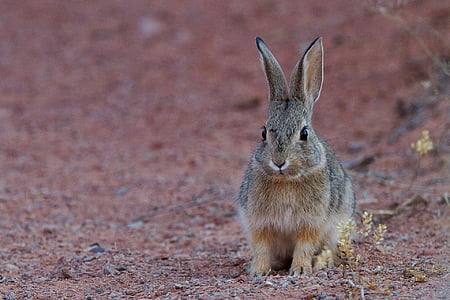 black and brown rabbit standing on brown ground