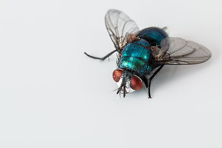 blue bottle fly