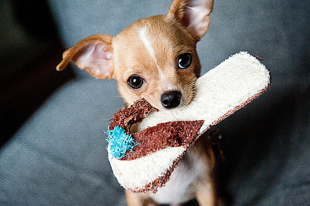 tan chihuahua with slipper on it's mouth graphic wallpaper