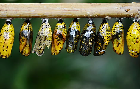 yellow-and-black butterfly cocoons lined on stick