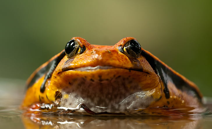 orange and black frog on shallow photography