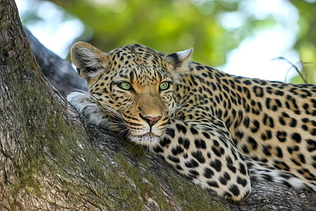 wildlife selective focus photography of leopard laying on branch