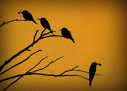 silhouette of four birds on tree branches
