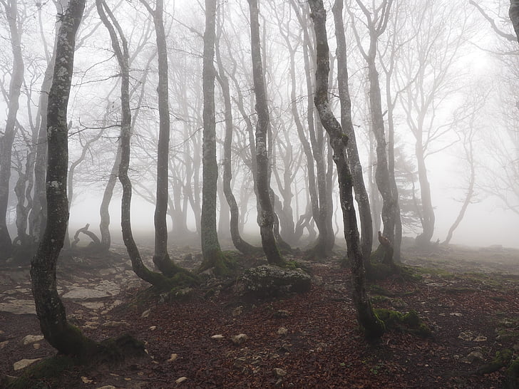 landscape photo of trees during fog