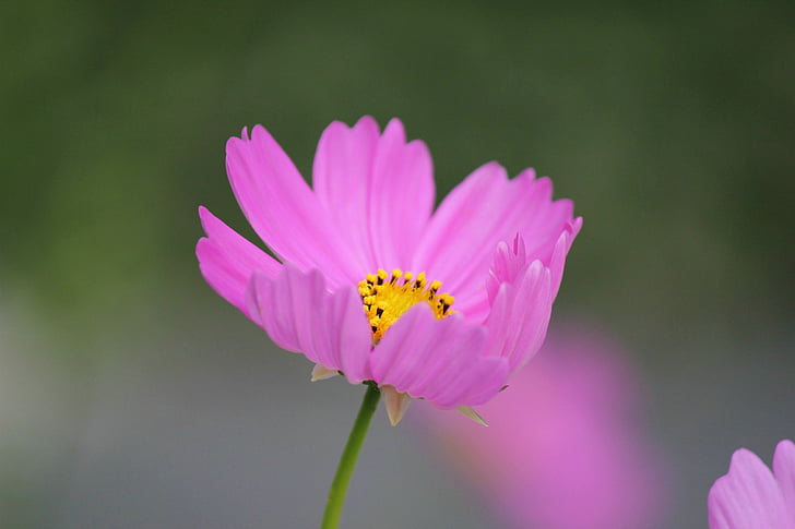 selective focus photography of pink cosmos flower