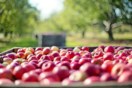 tilt lens photography of ripe apples
