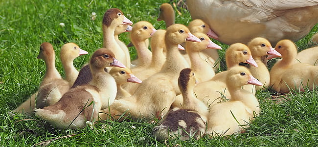 group of duckling on the green grass