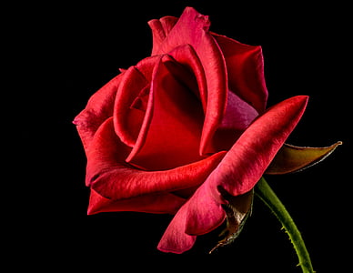 macro photography of a red rose