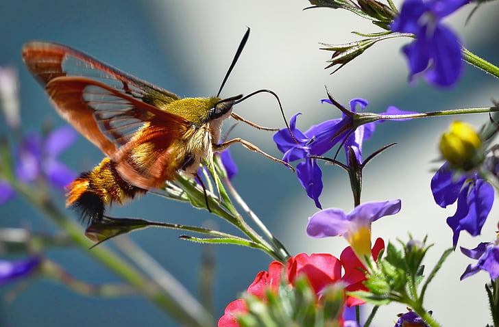 hummingbird moth perching on purple flower in close-up photography