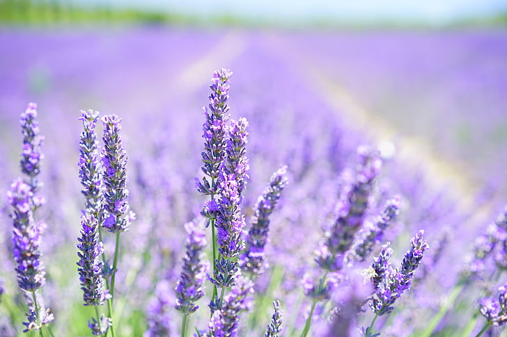 purple lavender flower field