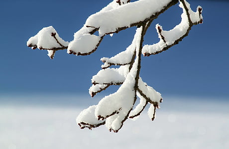 close up photo tree branch with glacier of snow