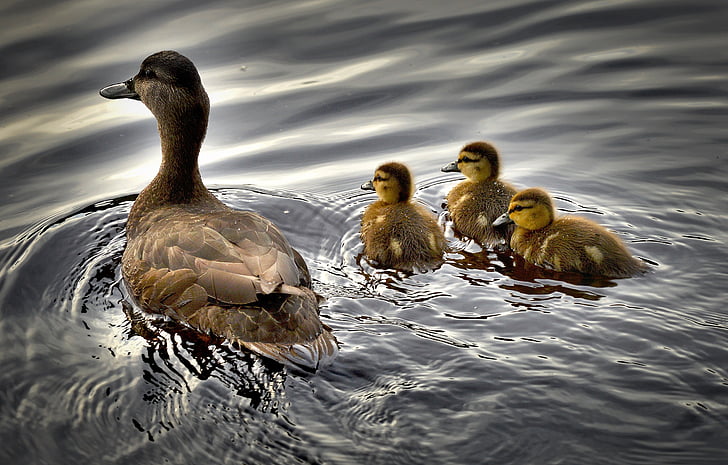 brown duck with three ducklings