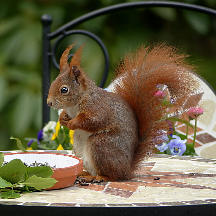 brown squirrel on table