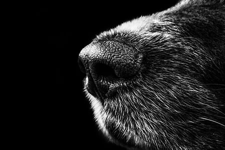 grayscale photography of animal nose