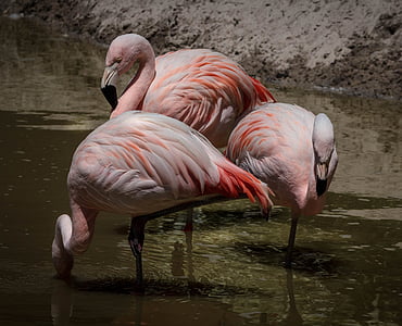 three pink flamingos on body of water