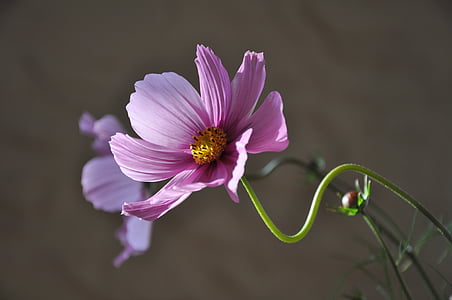purple cosmos flower in closeup photography