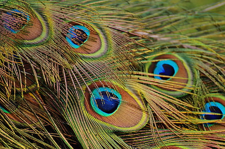 shallow focus photography of peacock feather