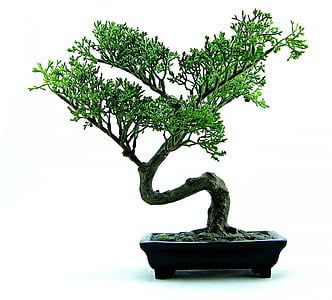 green bonsai