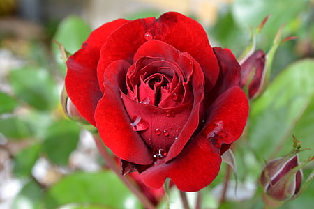 red rose flower close-up photo