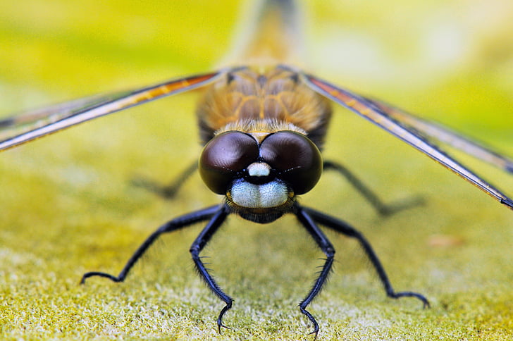 macro photography of black and yellow dragonfly