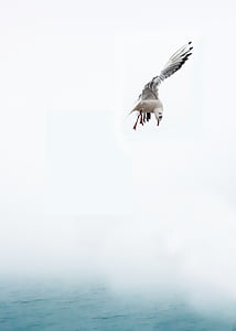 closeup photo of flying bird about to land on body of water