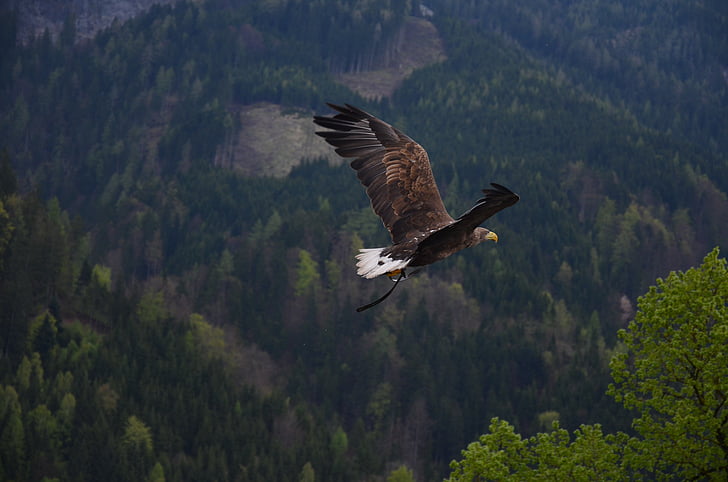 aerial photo of a flying bald eagle