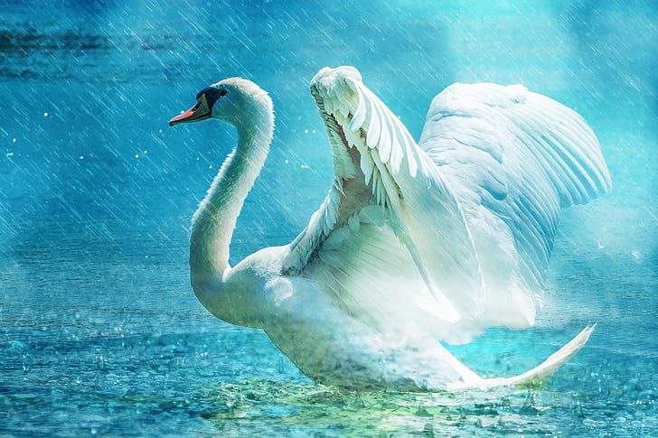 white swan illustration