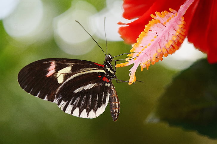 selective focus photography of black butterfly on red hibiscus flower