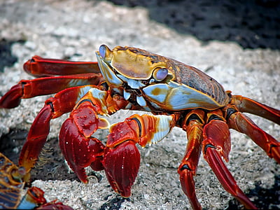 red and white crab