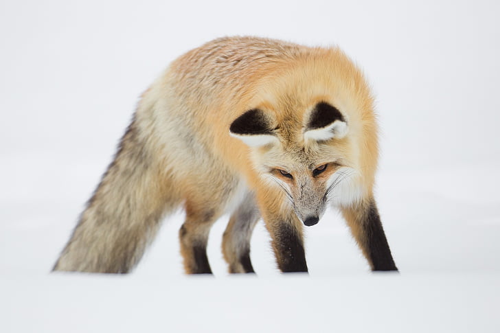 wildlife photography of fox during winter