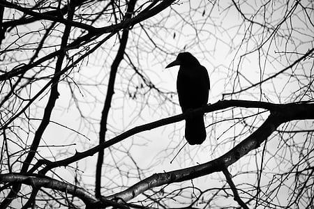 silhouette of bird on bare tree
