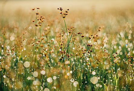 yellow and brown flower field
