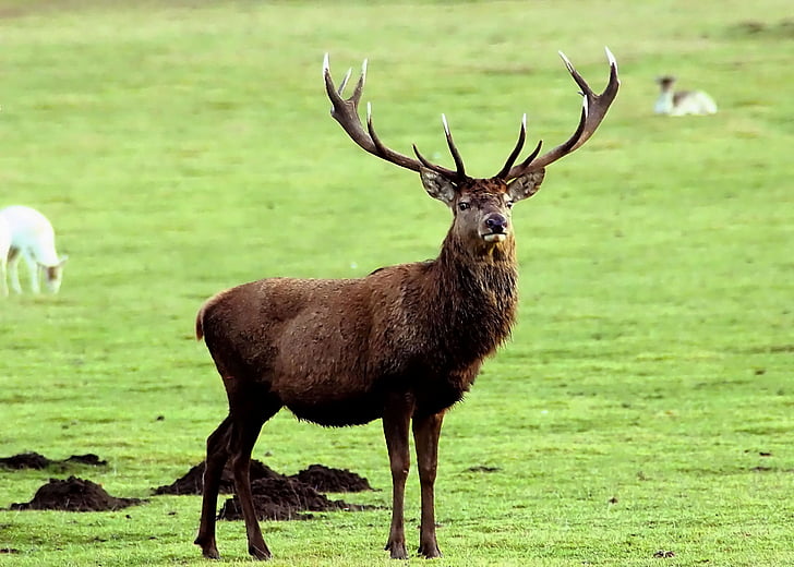deer standing on grass field