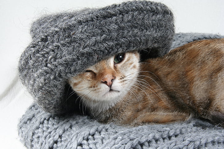 brown cat on grey knitted textile