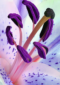 purple and pink petaled flower in-close up photo
