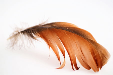 brown and black feather