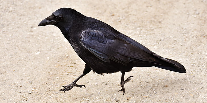black crow on gray sand
