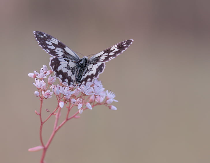 focus photography of paperkite butterfly perched on white petaled flower