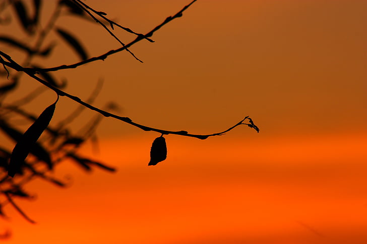 silhouette photo of tree twigs