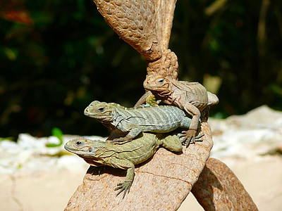 three brown and green lizards on top of brown cactus