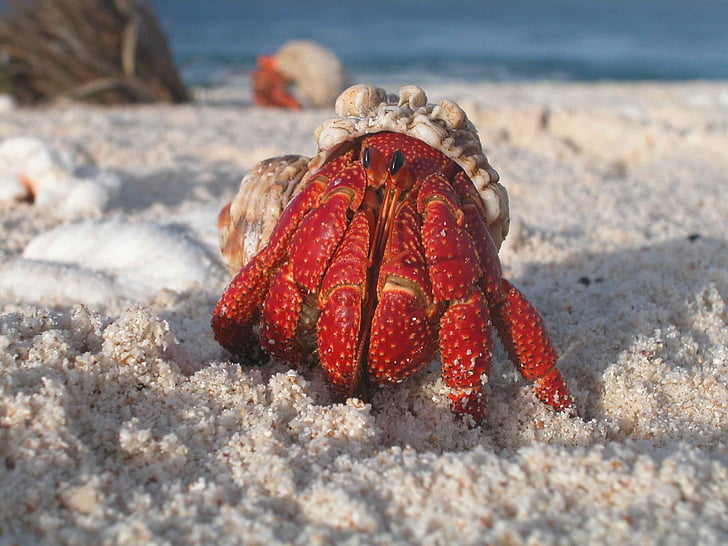 white and red crab on white sand