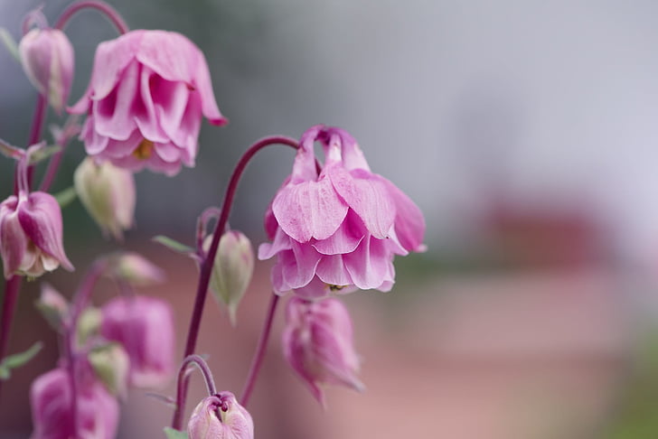 shallow focus photography of pink flowers during daytime