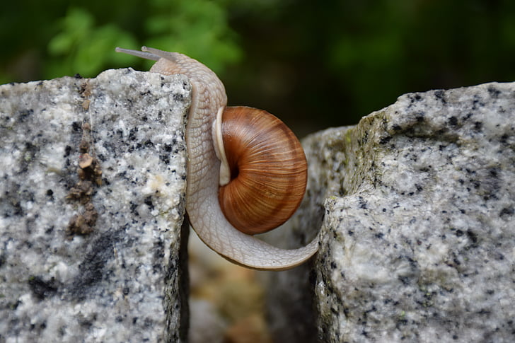 selective focus photography of snail crawling on gray stone