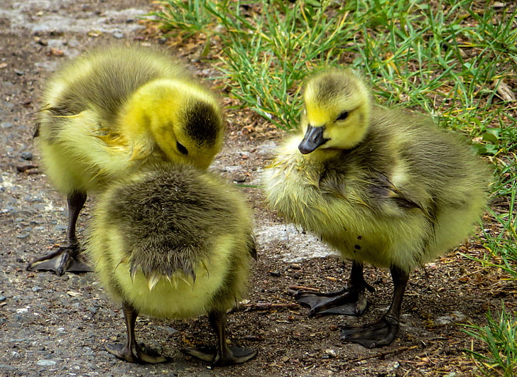 three green-and-gray ducklings