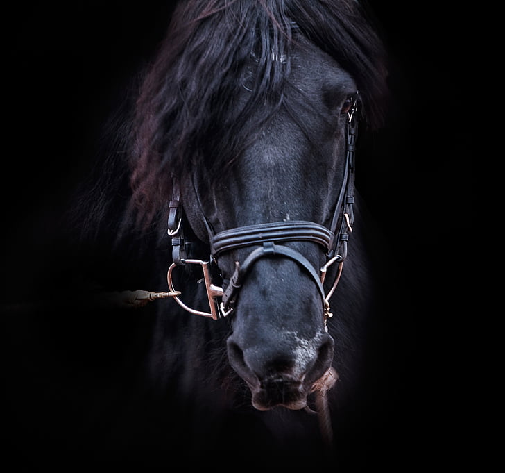 close up photo of black horse