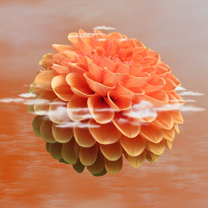 orange dahlia flower with reflection