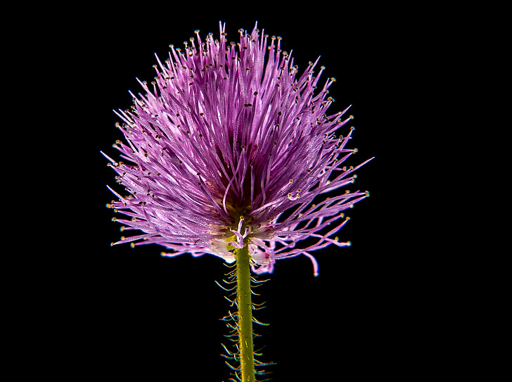 pink gayfeather flower closeup photo