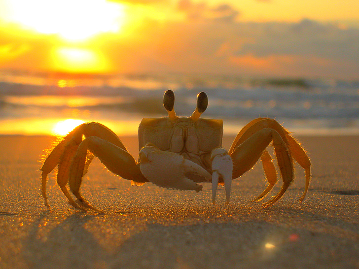 beige crab on shore during golden hour